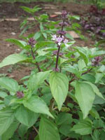 ホーリーバジル