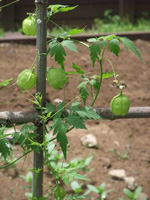 ふうせんかずら